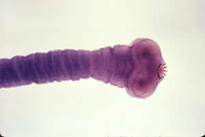 canine worms