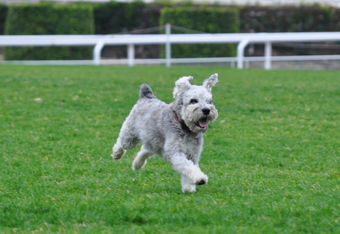 exercise and games with dog