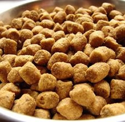 dog diet: dry dog food