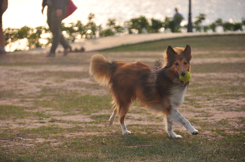 how to exercise dog